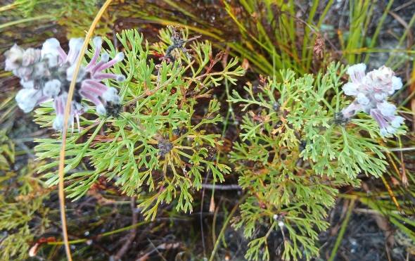 Serruria rubricaulis flowers